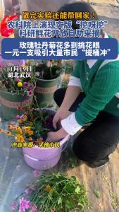 农科院科研鲜花开放自助采摘，一元一支吸引大量市民“提桶冲”