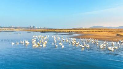 解锁湖北冬日限定：越冬候鸟集群报到，这场“空中迁徙”太吸睛