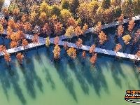 图集 | 樱花谷水杉林迎来最佳观赏期