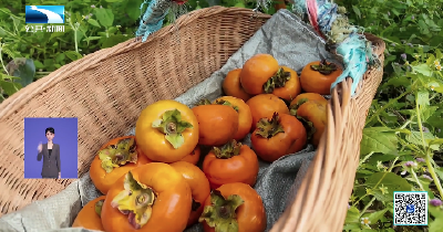 “中国好人”跨域携手 化解残疾果农“丰收愁”