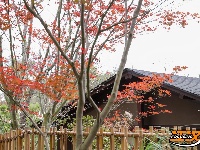 图集 | 荆州浅山森林美术园“枫”景正美