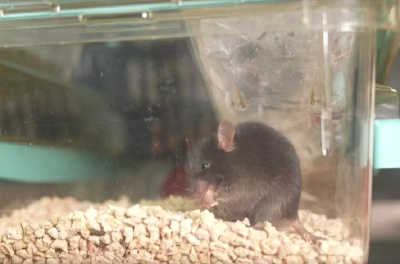 中国空间站迎来“新访客”！4只小鼠开启太空之旅