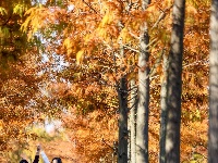 图集 | 樱花谷水杉林迎来最佳观赏期