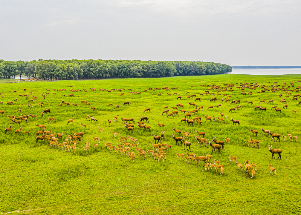 野性的回归  生态的咏叹 ——全球最大规模野生麋鹿种群复兴记