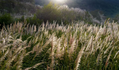 襄阳南漳：这里的斑茅盛开 快来围观
