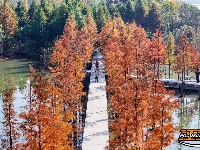 图集 | 樱花谷水杉林迎来最佳观赏期