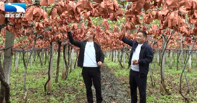 十堰郧阳：猕猴桃套种中药材  结出乡村“致富果”