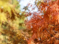 图集 | 樱花谷水杉林迎来最佳观赏期