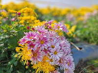 孝感云梦：金秋菊花开 如诗如画引人来