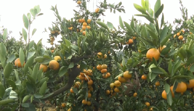 荆州公安：金橘满枝 撬动大产业