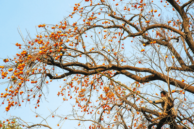 随州这6个中国传统村落，变了！爱了！