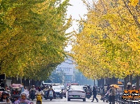 荆州街头银杏金黄 氛围感拉满！