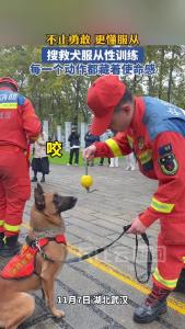 服从是救援的底气！搜救犬训练名场面，指令下达零延迟