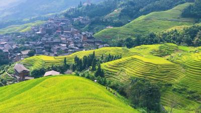 中国6项全球重要农业文化遗产获联合国粮农组织授牌