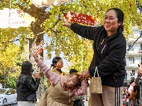 荆州街头银杏金黄 氛围感拉满！