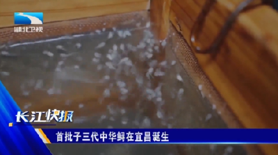 首批子三代中华鲟在宜昌诞生