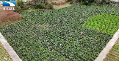 恩施鹤峰：高山红菜薹丰收 俏销山外