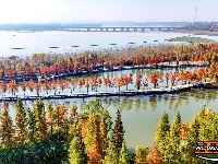 图集 | 樱花谷水杉林迎来最佳观赏期