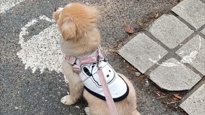 遛狗未拴绳致人受伤，养狗人被判赔28万元！