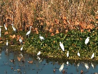 图集 | 枝江金湖，等你来“追鸟”！