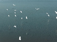 图集 | 枝江金湖，等你来“追鸟”！