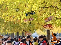 荆州街头银杏金黄 氛围感拉满！