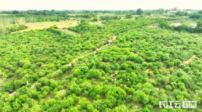 湖北孝昌：小小“金果果” 富了“钱袋子” 绿了山窝窝