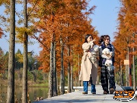 图集 | 樱花谷水杉林迎来最佳观赏期