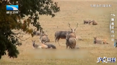 麋鹿回归40年 | 归乡·北京南海子：从1985到2025