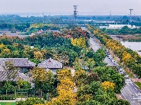 图集丨银杏上金妆！ 荆州纪南文旅区限定款秋色上线