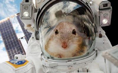 太空鼠回来了！中国空间站第九批空间科学实验样品顺利返回