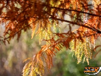 图集 | 樱花谷水杉林迎来最佳观赏期