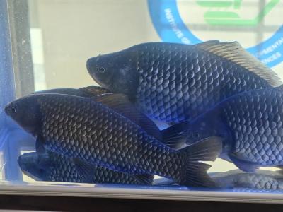 你即将吃上湖北培育的“无刺鲫鱼”