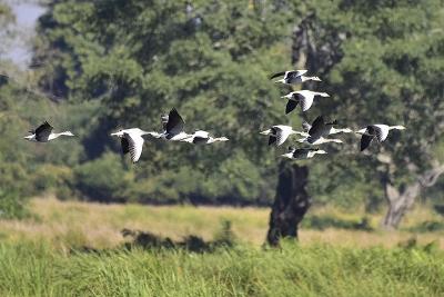 研究显示本世纪末近8000种动物可能面临灭绝风险