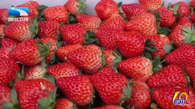 大量上市价格亲民 湖北居民实现“草莓自由”