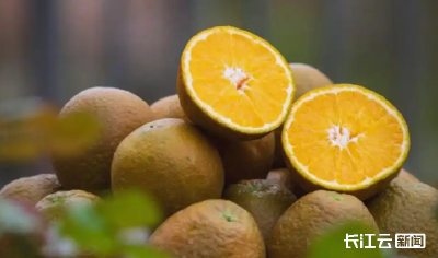 快找找你吃的是哪一款？湖北自研柑橘“种子选手”组团出道
