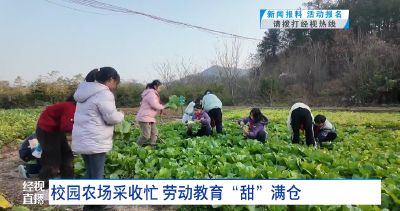校园农场采收忙 劳动教育“甜”满仓