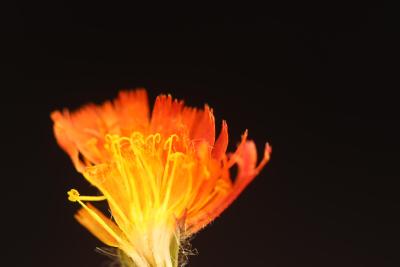 国内首次！夏尔希里自然保护区发现菊科新物种“橙黄细毛菊”