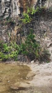 金刚大战巨蟒28