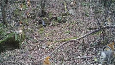 湖北巴东金丝猴国家级自然保护区
