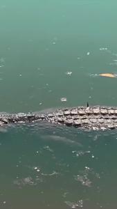 金刚大战巨蟒29