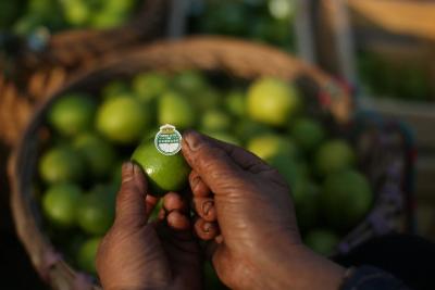 小小青柠兴产业 一抹青绿富乡村