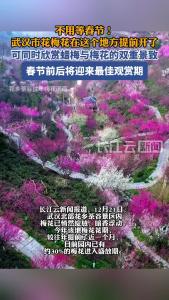 不用等春节！武汉市花梅花在这个地方提前开了