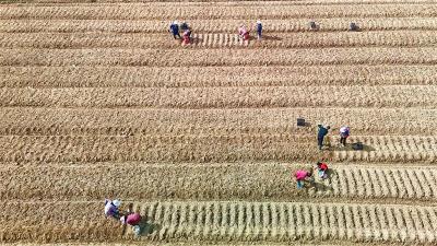 今日大雪：凝霜成雪，藏岁待春