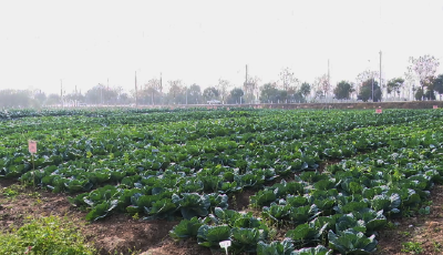 博士们在菜地宣讲了什么？一起来听听