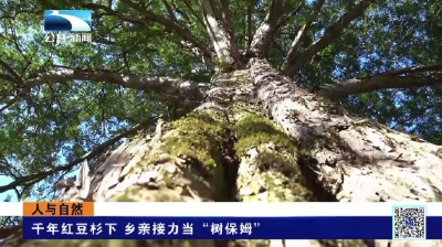 千年红豆杉下 乡亲接力当“树保姆”