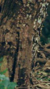 金刚大战巨蟒24