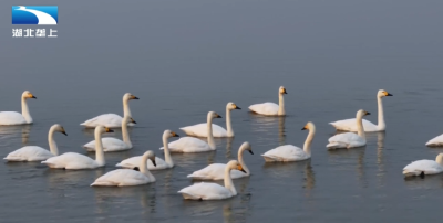 宜城：生态修复见成效 小天鹅湿地公园“翩翩起舞”