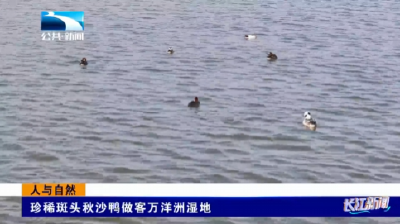 人与自然 | 珍稀斑头秋沙鸭做客万洋洲湿地