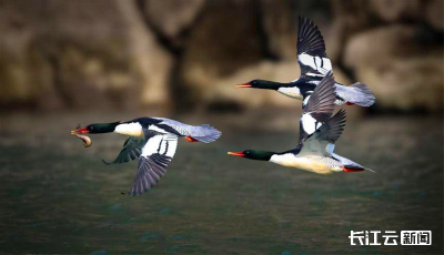 惊喜邂逅“国宝级”访客！襄阳谷城汉江湿地再次清晰记录中华秋沙鸭